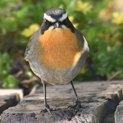 Plettenberg Bay, Western Cape - June 2021