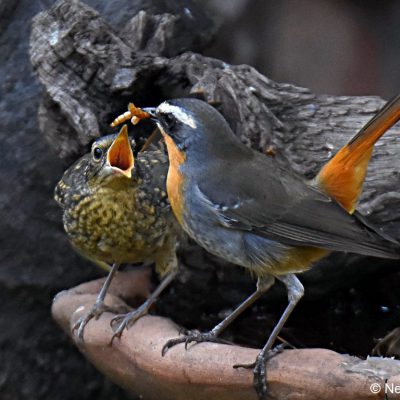 Fourways, Gauteng - September  2017