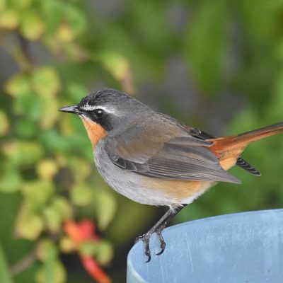 Plettenberg Bay, Western Cape - April 2023