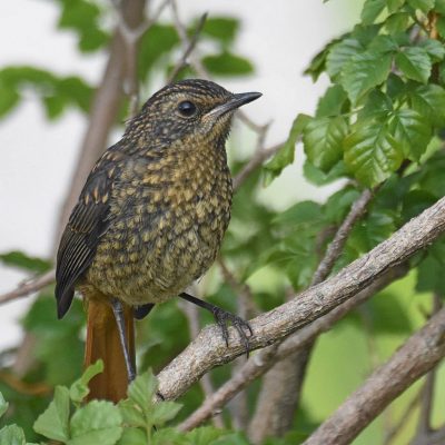 Bella Vista, Plettenberg Bay, Western Cape - November 2023