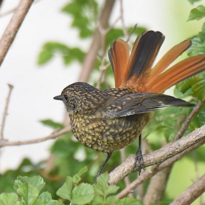 Bella Vista, Plettenberg Bay, Western Cape - November 2023