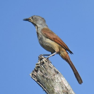 Coutada 11, Sofala, Mozambique - 15 December 2022