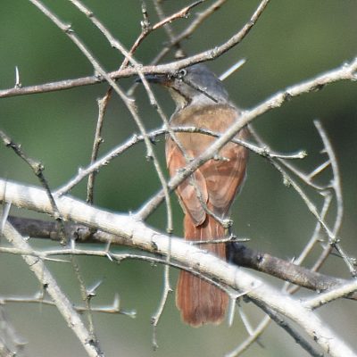 Coutada 11, Sofala, Mozambique - 15 December 2022