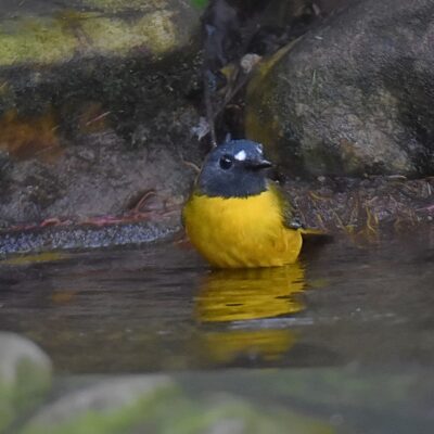 Island Nature Reserve, The hide - April 2026