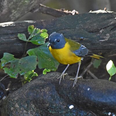 Island Nature Reserve, The hide - April 2026