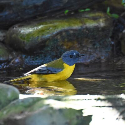 Island Nature Reserve, The hide - April 2026