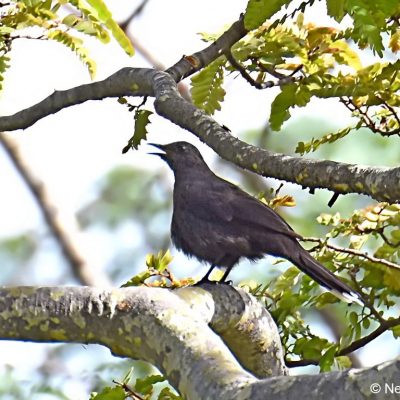 Christon Bank - 24 December 2017