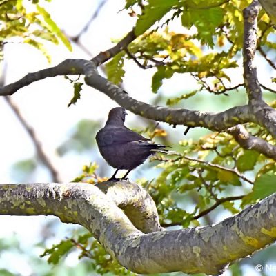 Christon Bank - 24 December 2017