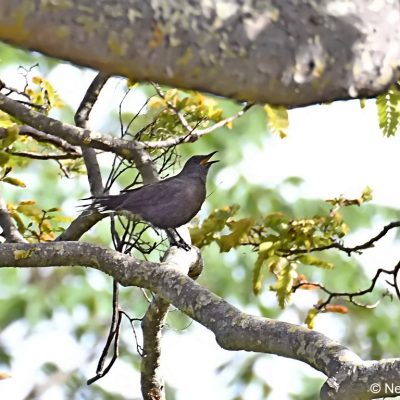 Christon Bank - 24 December 2017