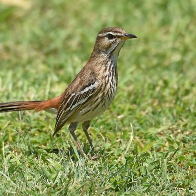 Rus de Winter, Limpopo Province - October 2020