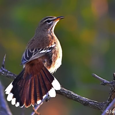 S Kruger National Park, June 2016