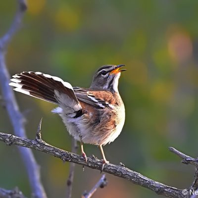 S Kruger National Park, June 2016