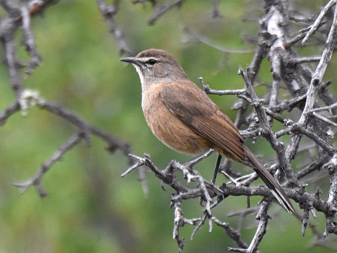Scrub Robin Karoo