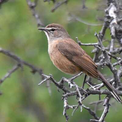 Mountain Zebra National Park, Eastern Cape - December 2024