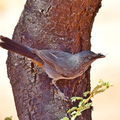 Mokale National Park, December 2015
