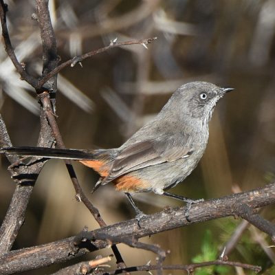 Mountain Zebra National Park, Eastern Cape, South Africa - 13 July 2022