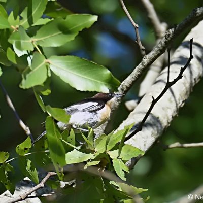 Cecil Kop NR,  2nd Jan 2018
