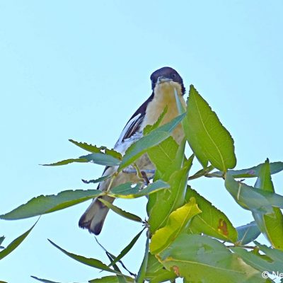 Cecil Kop NR,  2nd Jan 2018