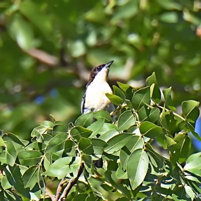 Cecil Kop NR,  2nd Jan 2018