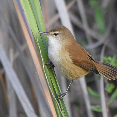 Plettenberg Bay, Western Cape - April 2023