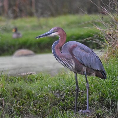 'White Horse dam', Plettenberg Bay, Western Cape - May 2024