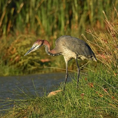 Paradise Beach
Jeffreys Bay
Eastern Cape
13 December 2020