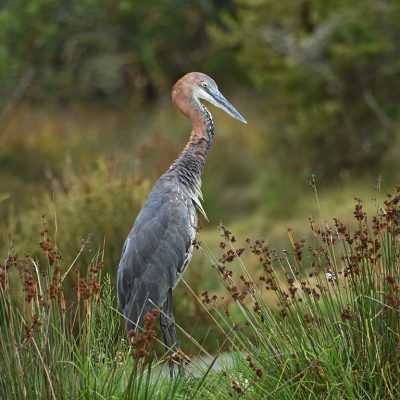'White horse dam', Plettenberg Bay 
