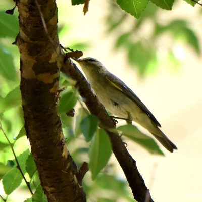 Zwartkop Country Club, Tshwane, Gauteng - 19 December 2018