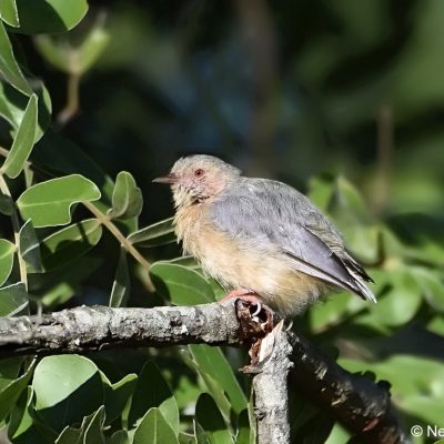 Seldomseen,  Bvumba highlands, Zimbabwe - 2 Jan 2018