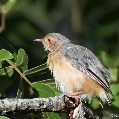 Seldomseen,  Bvumba highlands, Zimbabwe - 2 Jan 2018