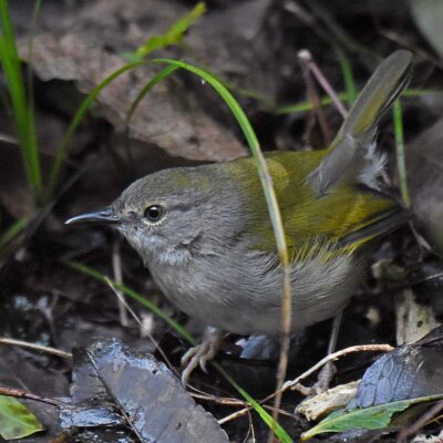 Nature's Way farm stall, Natures Valley rd, Western Cape - April 2024