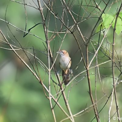 Honde valley,  Zimbabwe - 29  Dec 2017