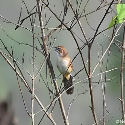 Honde valley,  Zimbabwe - 29  Dec 2017