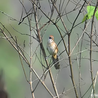 Honde valley,  Zimbabwe - 29  Dec 2017