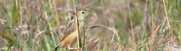 Cisticola, Wing-snapping