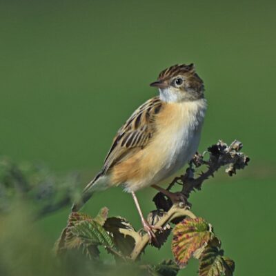 Uplands rd, Plettenberg Bay, Western Cape - May 2025