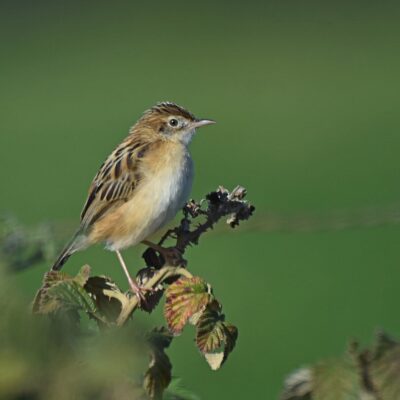 Uplands rd, Plettenberg Bay, Western Cape - May 2025