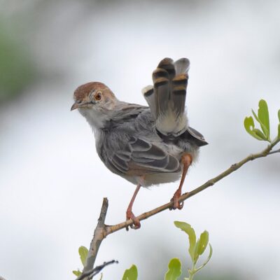 Shingwedzi, Kruger National Park - November 2025