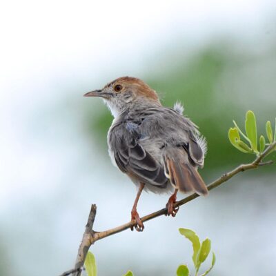Shingwedzi, Kruger National Park - November 2025