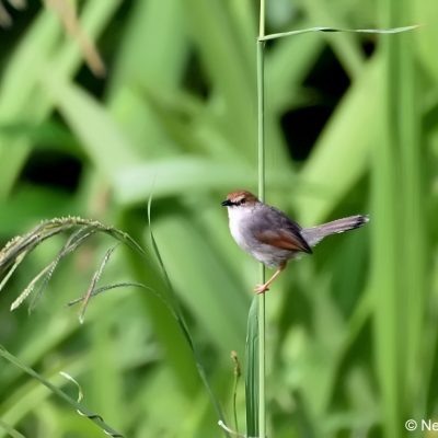 Aberfoyle, Zimbabwe - 31 December 2017