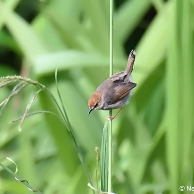 Aberfoyle, Zimbabwe - 31 December 2017