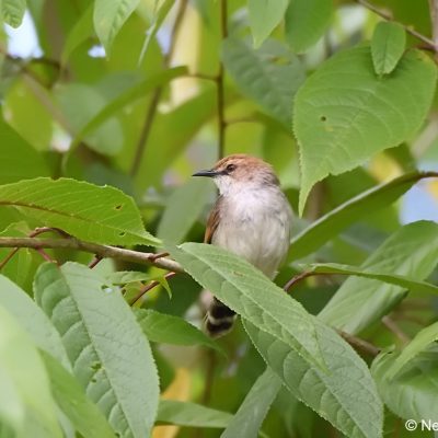 Aberfoyle, Zimbabwe - 31 December 2017