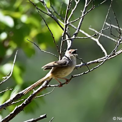 Aberfoyle, Zimbabwe - 31 December 2017