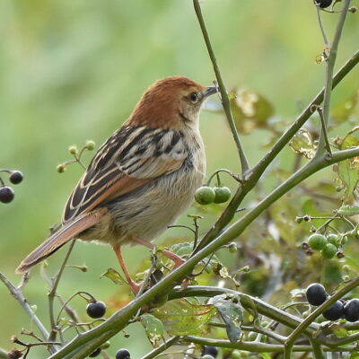 Plettenberg Bay, Western Cape - May 2021