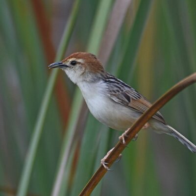 Plettenberg Bay, Western Cape - November 2023