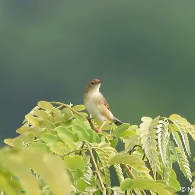 Aberfoyle Lodge, Zimbabwe - 29 Dec 2017