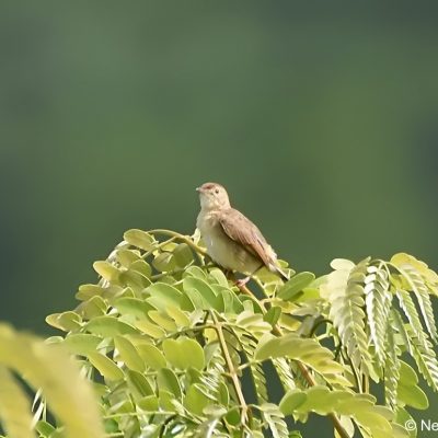 Aberfoyle Lodge, Zimbabwe - 29 Dec 2017