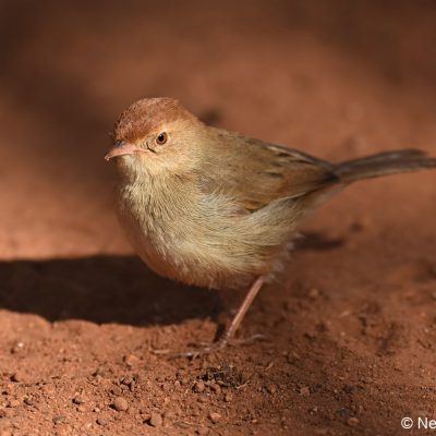 Rietvlei Dam Nature Reserve - July 2019