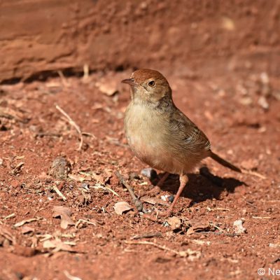 Rietvlei Nature Reserve - July 2019
