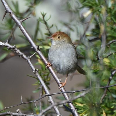 Mountain Zebra National Park, Eastern Cape, South Africa - 13 July 2022